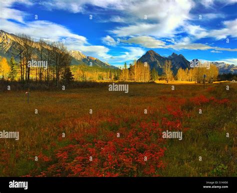 Autumn Roadside Flowers In The Canadian Rocky Mountains Stock Photo Alamy