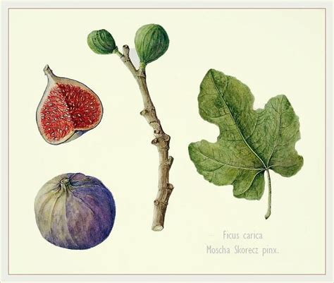 Brigitte Rieser Watercolor Fig Branch And Leaf Botanical Painting
