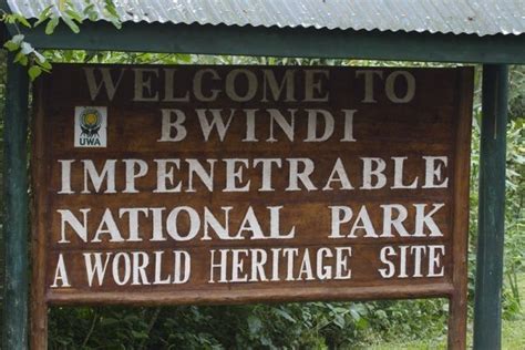 Bwindi Impenetrable Forest National Park Uganda Gorilla Trekking