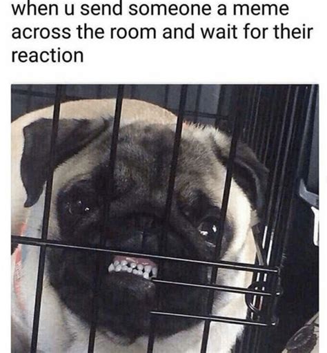 43 Funny Pug Jokes For All Dog Lovers The Best Pug Puns