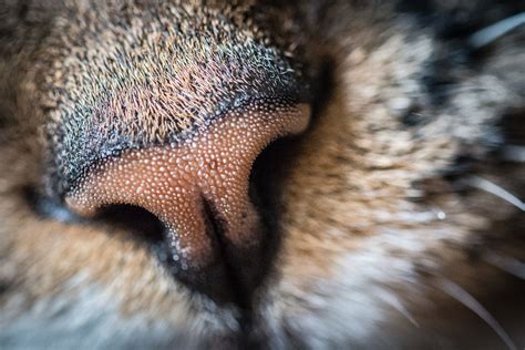 93 close ups of cat noses to make your day