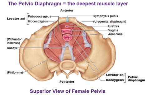 What Is The Pelvic Floor How To Do Pelvic Floor Exercises