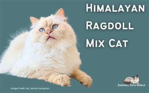 Himalayan Ragdoll Mix Everything You Need To Know Pictures