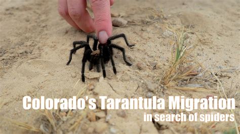 Colorados Tarantula Migration Youtube