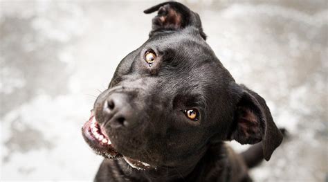 Grey Pitbull Lab Mix