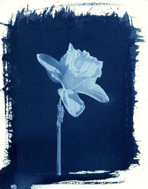 Print Cyanotype 001 By Charlesguerin Cyanotype Altered Photography