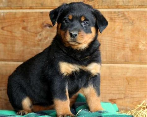 Earn points & unlock badges learning, sharing & helping adopt. Rottweiler Puppies For Sale | Detroit, MI #117018