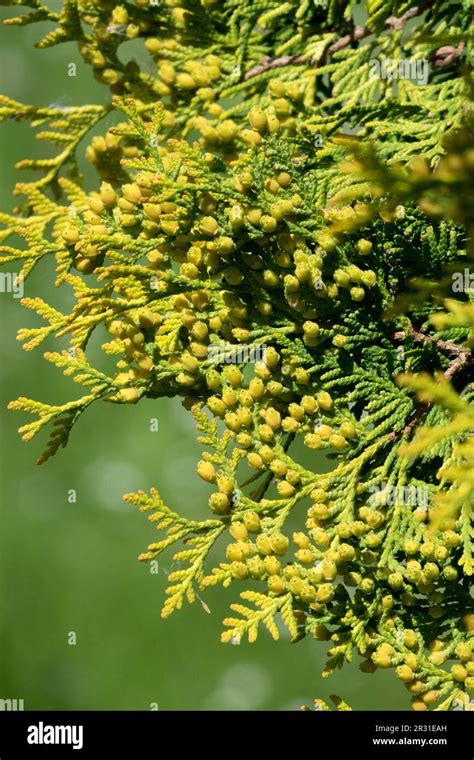 American Arborvitae Thuja Occidentalis Yellow Ribbon Stock Photo Alamy