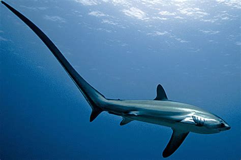 Pelagic Thresher Shark Long Tail To Smack Fish Animal Pictures And