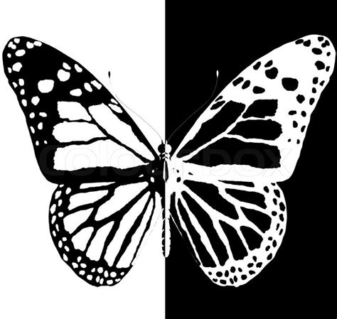 Silhouette Of Butterfly On A Black And White Background Stock Photo