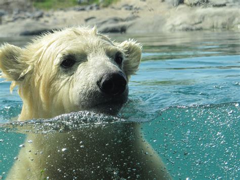 Free Images Water Wet Zoo Young Mammal Polar Bear Rotterdam
