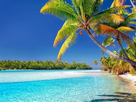 Wallpaper Cook Islands Beach Sunny Day Palm Trees Desktop Wallpaper