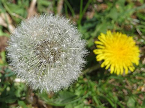 The 6 Worst Lawn Weeds In Eau Claire Wi And How To Get Rid Of Them
