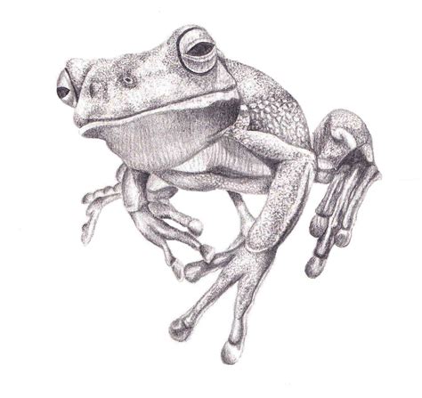 Pencil Drawing White Lipped Tree Frog Art Print By Jenniea13 Frog