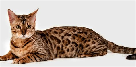 Serengeti Cat Breed Cat Breeds Of The World