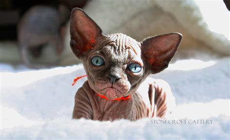 45 Hq Pictures Sphynx Cat Rescue Sick And Alone One Brave Sphynx