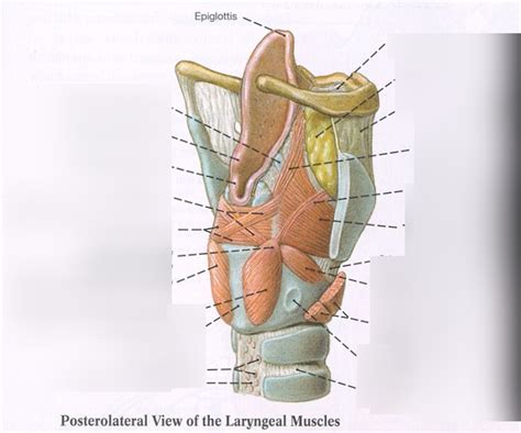 Intrinsic Muscles Of The Larynx Diagram Quizlet