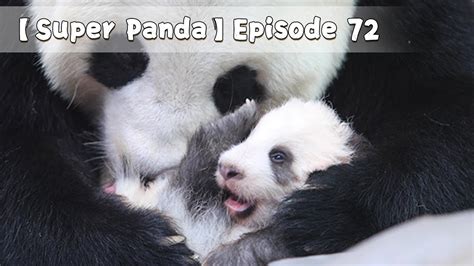 Super Panda Episode 72 Ipanda Youtube