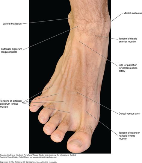 Foot Region Anatomy Human Body Anatomy