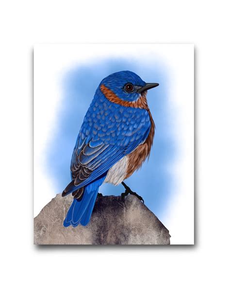 Bluebird Print Original Bird Art Affordable Fine Art T For Birder