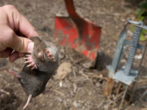 How To Choose A Professional Mole Removal Service Critter Control Orlando