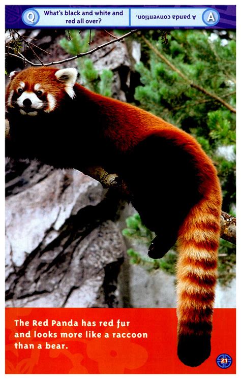알라딘 National Geographic Readers Pandas Paperback