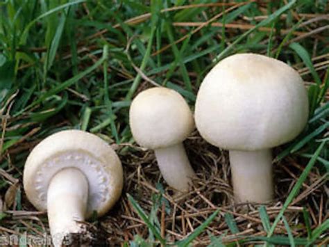 Agaricus Arvensis Horse Mushroom Spawn Spores Seeds Mycelium Etsy Uk