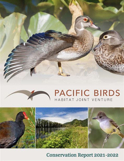 Our Work Pacific Birds Habitat Joint Venture
