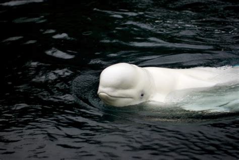 beluga whale oceana