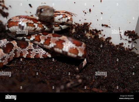 Young Corn Snake Pantherophis Guttatus Hi Res Stock Photography And