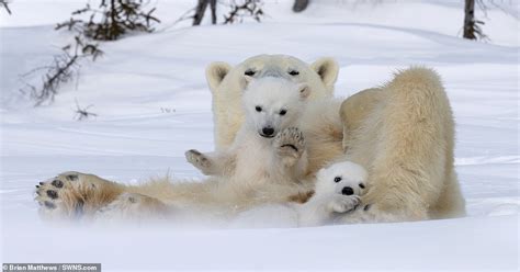 Polar Bear Cub Waves At The Camera As He Larks About In