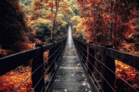 Nature Landscape Bridge Wooden Surface Fall Forest Walkway Path Trees