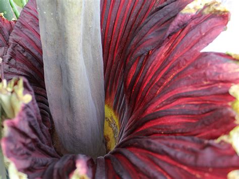 • the corpse flower uses its foul smell to attract pollinators which typically feed on dead animals. Corpse flower opens to delight, repel curious Kansans ...