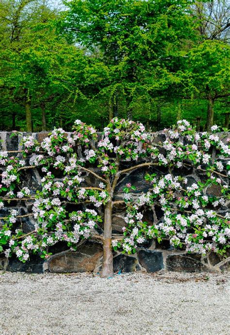 Espalier Fruit Trees Why Theyre Great For Small Gardens Homes To Love