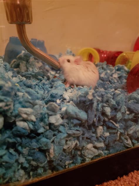 Little Blurry But Here Is Our Thirsty Boy 😍🐹 Rhamsters