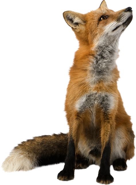 Fox Png