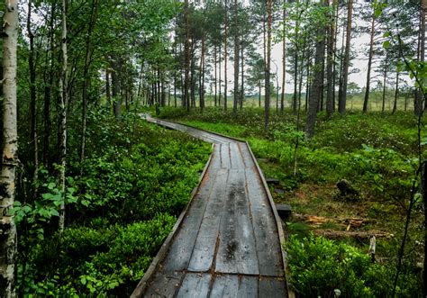 Photo Of The Torronsuo National Park In Finland Finland