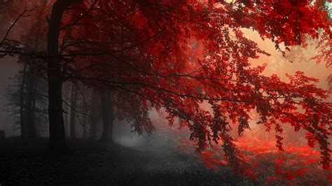 2560x1440 Red Forest Trees Path 1440p Resolution Hd 4k Wallpapers