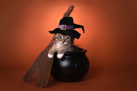 4 Diy Halloween Costumes For Cats With Pictures Hepper
