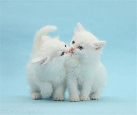 Cute White Cat Wallpapers For Desktop Wallpaper Cave