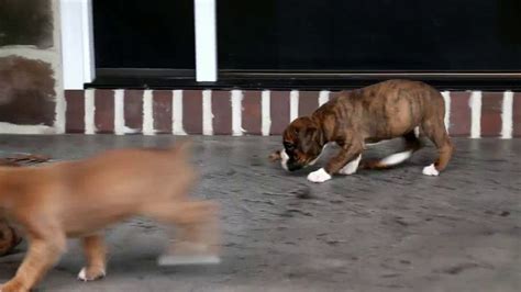 Advice from breed experts to make a safe choice. Boxer Puppies For Sale - YouTube