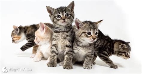 Alley Cat Allies How Old Is That Kitten Kitten Progression At A Glance