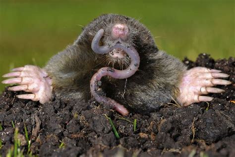 How To Get Rid Of Moles In Your Yard Animals Animal Facts Mole