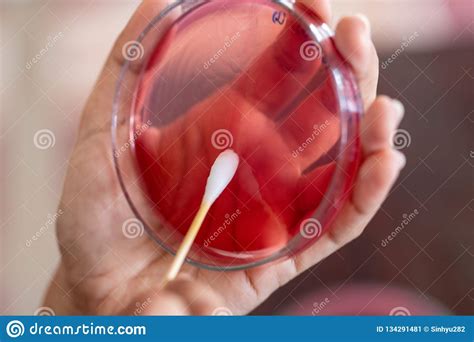 Study For Bacteria Staphylococcus Aureus In The Human Nose Stock Image