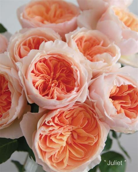 David Austin Peach Juliet Garden Roses ♥ A Thousand Times Yes