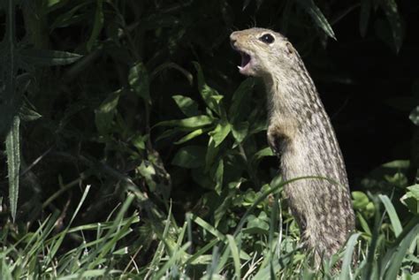 Thirteen Lined Ground Squirrel Wildlife Of Boyd Lake State Park