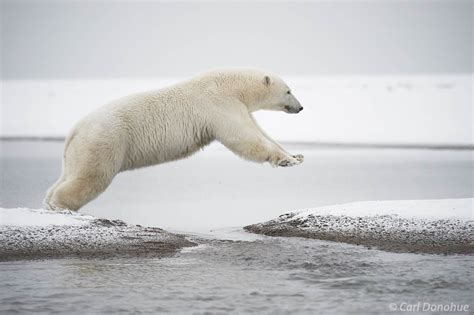 Polar Bear Cub Jumping A Stream Arctic National Wildlife Refuge