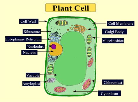 Do Plants Have Cell Walls Plant Ideas