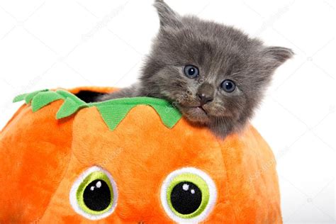 Cute Gray Kitten In Pumpkin — Stock Photo © Eeitony 84537860
