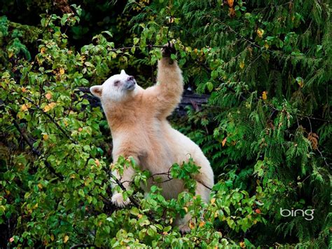 2013 Bing Animals Wallpaper White Bear